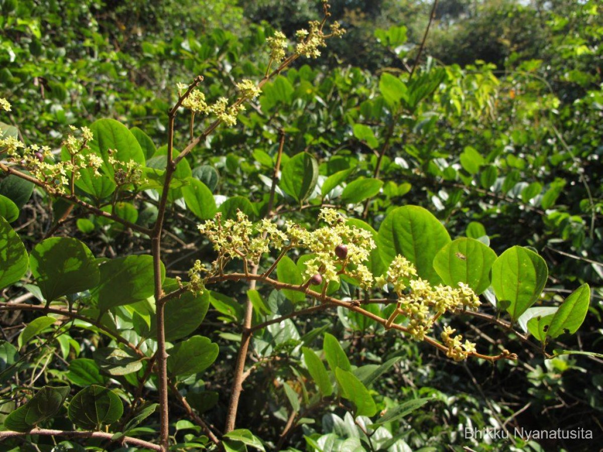 Ziziphus rugosa Lam.